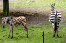 Zebras-5.jpg